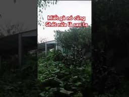 hái rau nhà vươn