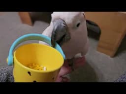 How Much Can A Cockatoo Do Before 6:30 AM?