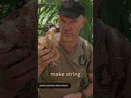 Natures Harvest: Cabbage Tree Palm (Livistona australis) - Bushcraft Survival Australia
