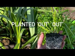 What we have planted so far (3 April 2025)