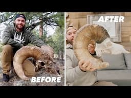 GIANT Bighorn Sheep Deadhead | Before and After 4K