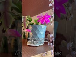 My Thanksgiving Cactus (schlumbergera) is so happy, it’s been blooming for 6months straight! #plants