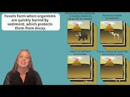 Reading Earth’s Timeline: Fossils and Strata in Rock Layers