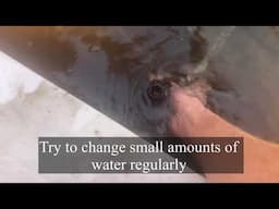 Cleaning an Oase filter in a pond fountain