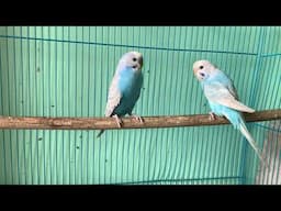 My budgies Parrot 🦜 Single cage Setup Male female Confirm