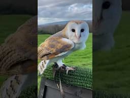 Trained Barn Owl.