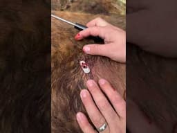 We Saved Her Life #offgrid #veterinary