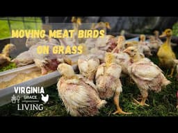 Time to Move the Meat Birds on Grass!  + Announcement with GrubTerra