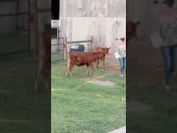 Farm life #ferkofamilyfarm #throwback2022