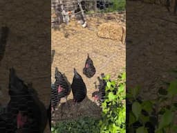 Our Little Birdies are finally Checking out the Bigger Run. #backyardchickens #foodforest #indiana