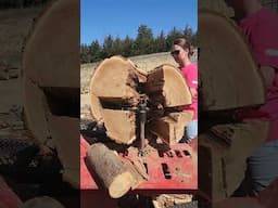 Big Red Elm and Maple Splits#firewood #wood #shorts