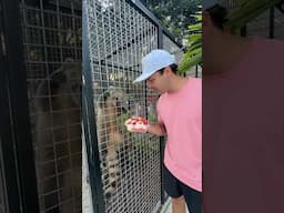 Feeding my pet Coatimundi his favorite snacks!