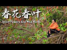 April in Yunnan is the season for savoring spring flowers and tender greens!【滇西小哥】