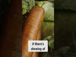 Why Vegetables Cause Bloating