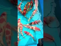 Koi fish wow