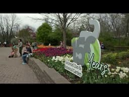 Tulips are in Full Bloom - Cincinnati Zoo
