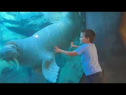 Expedition Odyssey SEAWORLD ORLANDO / B-roll Footage / On-Ride Clips
