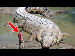 Most Dangerous Animals On The Planet