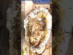 Ants Eating Raw Oyster!!