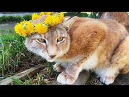 РЫСИНЫЙ ФЕЙСКОНТРОЛЬ / Почему у Барби родился один котёнок?