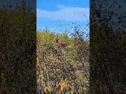 Moose Talk On The Mountain. #wildlife #moose #britishcolumbia #nature