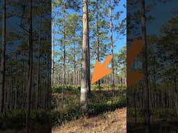 Why are there white bands on Florida's pine trees?