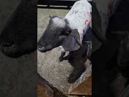 feeding sheep #shear #wool #farmlife #farm #farming #ranch #sheep #sheepfarming #homestead