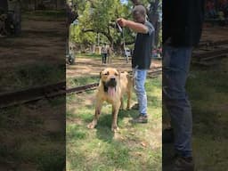 Huge Boerboel at Appraisal #shorts #boerboel #dog