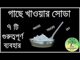 গাছে খাওয়ার সোডা দিলে কি হয় /  Uses of baking soda in plants  sodium bicarbonate