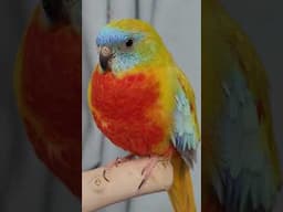 Parakeet lives up to his name: "Beauty"