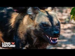 Meet the Pack | Wild Dogs 101