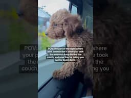You may be on punishment later. Enjoy life today. 🐾 🐶 #goldendoodlepuppy