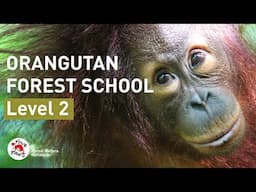 Level 2 of orangutan rehabilitation at ORANGUTAN FOREST SCHOOL for older infants 👩‍🏫🦧 | FOUR PAWS