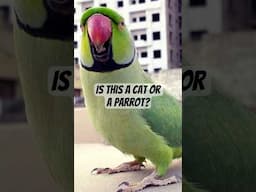 When Your Parrot Thinks It’s a Cat – Meow Meow Tota! #TalkingParrot #FunnyParrot #parrotmasti
