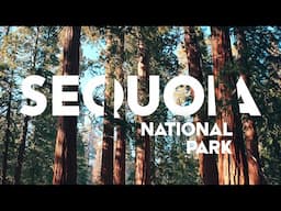 Wuksachi Trail - Sequoia National Park - Featuring the Waterfly Backpack