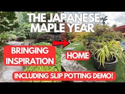 Japanese Maples: Bringing Inspiration Home