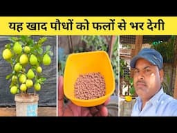 पौधों को फलों से भर देगी यह खाद | Best Fertilizer for heavy Fruiting | Potash Fertilizer