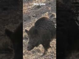 Wild boar hunting ! #youtubeshorts #wildboarhunt #wildlife
