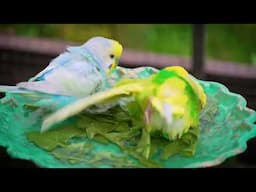 1 Hour of Budgie Splashing with Amazing Chirps!