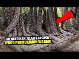 KALAU TAK DIREKAM, TAK ADA YANG PERCAYA! Ini 15 Temuan Ular Raksasa, BIKIN MERINDING!