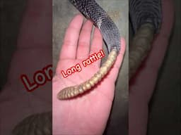 MASSIVE Rattle!