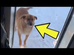Sad Snow Dog Cries For Help, Then Is All Smiles When This Bus Appears