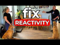 How To Stop Dog Reactivity Quickly and Without Treats or Force