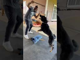 TX German Shepherd “Bane” Bitework #bitework #germanshepherd