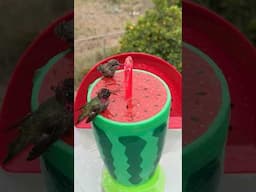 ❤️ Watermelon Hummingbird Bird Bath Fountain with DIY Solar Powered Portable that Hummingbirds Love