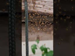Baby Orb Web Spider Birth Eruption.