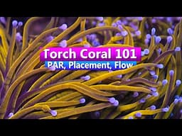 Torch Coral Care 101: Tips for Thriving Euphyllia in Your Reef Tank