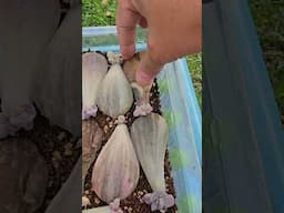 successful succulent leaf propagation | bikolanahardinera #shortvideo #propagation #succulentplant