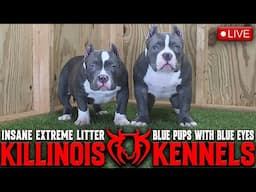 KILLINOIS KENNELS LIVE!!!!!! AMERICAN BULLY TALK !!!!! GOIN OVER OUR NEXT DROP!!!!!!!!