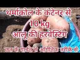 छत के गार्डन से 10 kg आलू की हार्वेस्टिंग की।#kiranskitchengarden
